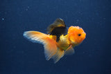 Baby Thai Oranda  Red Black 3 Inch (ID#1022ToPTA-43) Free2Day SHIPPING