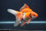 Ryukin Long Tail Red White 5 Inch (ID#0107Ry7b-1) Free2Day SHIPPING