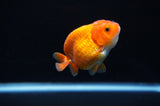 Juvenile Ranchu  Red White 3 Inch (ID#314R9b-60) Free2Day SHIPPING