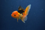 Baby Thai Oranda  Red Black 3 Inch (ID#1022ToPTA-43) Free2Day SHIPPING