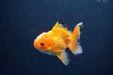 Juvenile Thai Oranda  Red White 3.5 Inch (ID#1115To13b-70) Free2Day SHIPPING