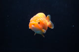Juvenile Ranchu  Red White 3 Inch (ID#314R9b-60) Free2Day SHIPPING