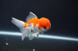 Juvenile Thai Oranda  Red White 3.5 Inch (ID#415T13b-52) Free2Day SHIPPING