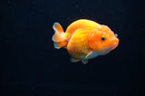 Juvenile Ranchu  Red White 3 Inch (ID#314R9b-60) Free2Day SHIPPING