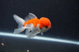 Juvenile Thai Oranda  Red White 3.5 Inch (ID#415T13b-52) Free2Day SHIPPING