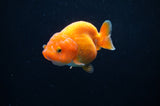 Juvenile Ranchu  Red White 3 Inch (ID#314R9b-60) Free2Day SHIPPING