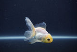 Baby Thai Oranda  White 3 Inch (ID#1022ToPTA-44) Free2Day SHIPPING