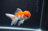 Juvenile Thai Oranda  Red White 3.5 Inch (ID#415T13b-52) Free2Day SHIPPING