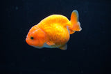 Juvenile Ranchu  Red White 3 Inch (ID#314R9b-60) Free2Day SHIPPING