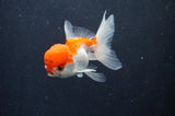 Juvenile Thai Oranda  Red White 3.5 Inch (ID#415T13b-52) Free2Day SHIPPING