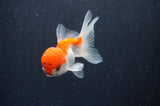 Juvenile Thai Oranda  Red White 3.5 Inch (ID#415T13b-52) Free2Day SHIPPING