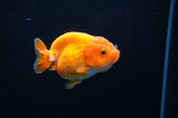 Juvenile Ranchu  Red White 3 Inch (ID#314R9b-60) Free2Day SHIPPING