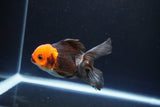 Juvenile Thai Oranda  Tricolor 3.5 Inch (ID#1115To13b-71) Free2Day SHIPPING