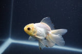 Baby Thai Oranda  White 3 Inch (ID#1022ToPTA-44) Free2Day SHIPPING