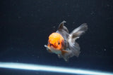 Juvenile Thai Oranda  Tricolor 3.5 Inch (ID#1115To13b-71) Free2Day SHIPPING