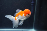 Juvenile Thai Oranda  Red White 3.5 Inch (ID#415T13b-52) Free2Day SHIPPING