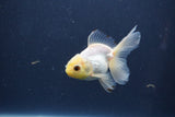 Baby Thai Oranda  White 3 Inch (ID#1022ToPTA-44) Free2Day SHIPPING