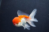 Juvenile Thai Oranda  Red White 3.5 Inch (ID#415T13b-52) Free2Day SHIPPING