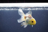 Baby Thai Oranda  White 3 Inch (ID#1022ToPTA-44) Free2Day SHIPPING