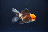 Juvenile Thai Oranda  Tricolor 3.5 Inch (ID#1115To13b-71) Free2Day SHIPPING