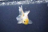 Baby Thai Oranda  White 3 Inch (ID#1022ToPTA-44) Free2Day SHIPPING