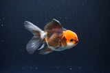 Juvenile Thai Oranda  Tricolor 3.5 Inch (ID#1115To13b-71) Free2Day SHIPPING