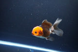 Juvenile Thai Oranda  Tricolor 3.5 Inch (ID#1115To13b-71) Free2Day SHIPPING