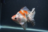 Ryukin Long Tail Calico 5 Inch (ID#0107Ry7b-2) Free2Day SHIPPING