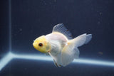 Baby Thai Oranda  White 3 Inch (ID#1022ToPTA-44) Free2Day SHIPPING