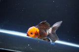 Juvenile Thai Oranda  Tricolor 3.5 Inch (ID#1115To13b-71) Free2Day SHIPPING