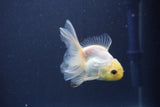 Baby Thai Oranda  White 3 Inch (ID#1022ToPTA-44) Free2Day SHIPPING