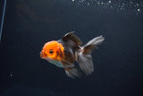 Juvenile Thai Oranda  Tricolor 3.5 Inch (ID#1115To13b-71) Free2Day SHIPPING