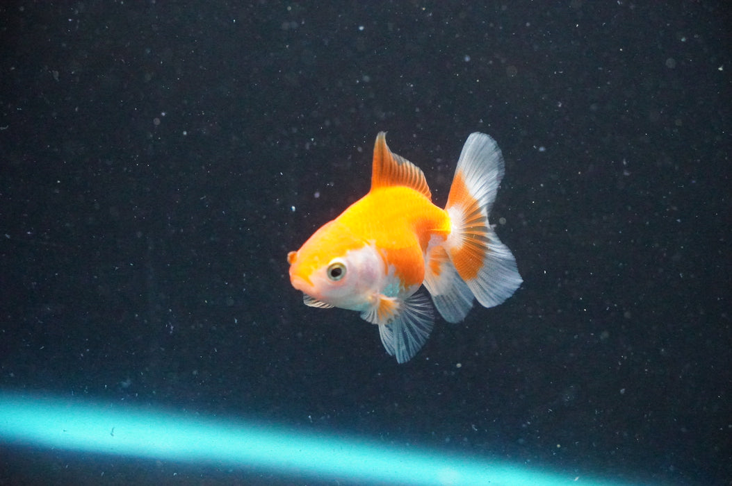 Baby Thai Oranda  Red White 2.5 Inch (ID#1031TPTA-32) Free2Day SHIPPING