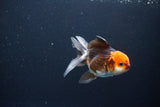 Juvenile Thai Oranda  Tricolor 3.5 Inch (ID#1115To13b-71) Free2Day SHIPPING