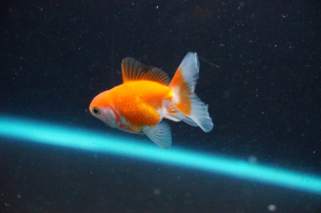 Baby Thai Oranda  Red White 2.5 Inch (ID#1031TPTA-32) Free2Day SHIPPING