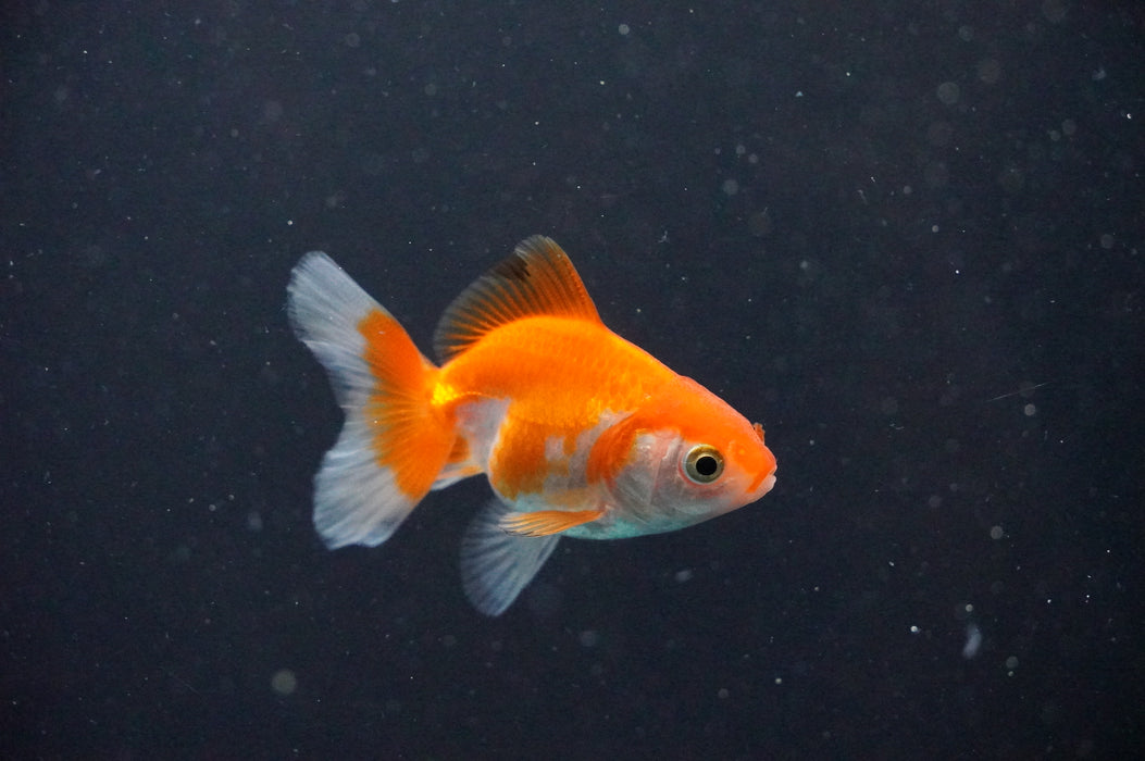 Baby Thai Oranda  Red White 2.5 Inch (ID#1031TPTA-32) Free2Day SHIPPING