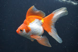 Ryukin Long Tail Red White 5 Inch (ID#0107Ry7b-3) Free2Day SHIPPING