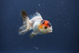 Baby Thai Oranda  Tricolor 3 Inch (ID#1022ToPTA-45) Free2Day SHIPPING