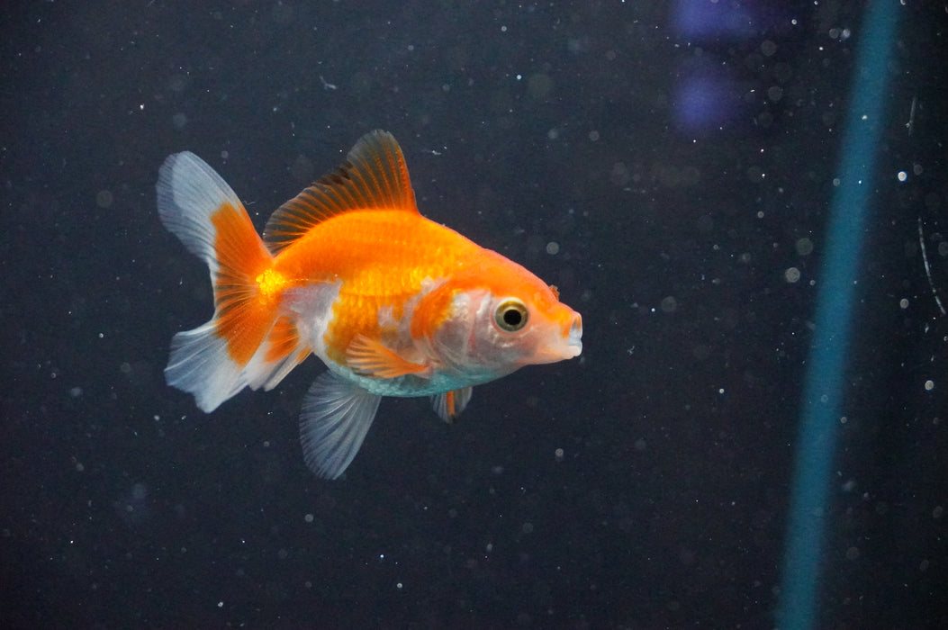Baby Thai Oranda  Red White 2.5 Inch (ID#1031TPTA-32) Free2Day SHIPPING