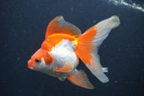 Ryukin Long Tail Red White 5 Inch (ID#0107Ry7b-3) Free2Day SHIPPING