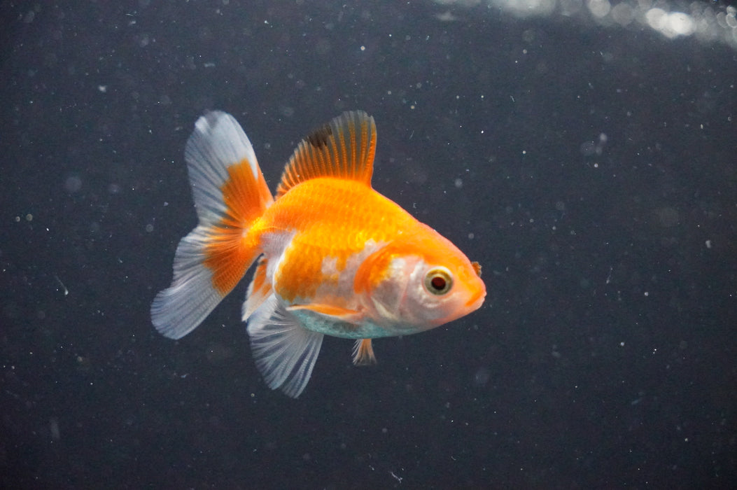 Baby Thai Oranda  Red White 2.5 Inch (ID#1031TPTA-32) Free2Day SHIPPING
