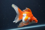 Ryukin Long Tail Red White 5 Inch (ID#0107Ry7b-3) Free2Day SHIPPING