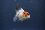 Baby Thai Oranda  Tricolor 3 Inch (ID#1022ToPTA-45) Free2Day SHIPPING