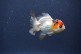 Baby Thai Oranda  Tricolor 3 Inch (ID#1022ToPTA-45) Free2Day SHIPPING