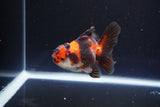 Juvenile Thai Oranda  Tricolor 3.5 Inch (ID#1115To13b-72) Free2Day SHIPPING