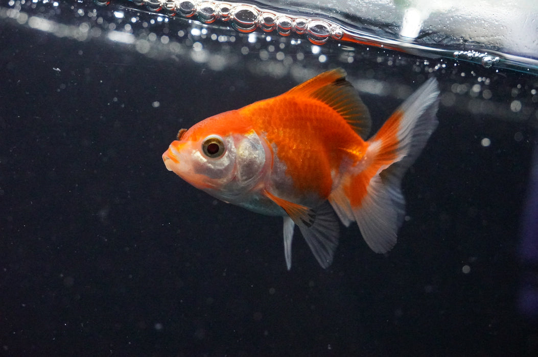 Baby Thai Oranda  Red White 2.5 Inch (ID#1031TPTA-32) Free2Day SHIPPING