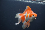 Ryukin Long Tail Red White 5 Inch (ID#0107Ry7b-3) Free2Day SHIPPING