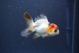 Baby Thai Oranda  Tricolor 3 Inch (ID#1022ToPTA-45) Free2Day SHIPPING