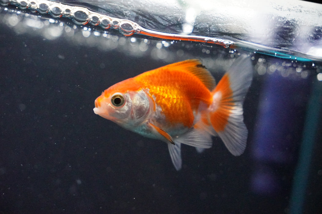Baby Thai Oranda  Red White 2.5 Inch (ID#1031TPTA-32) Free2Day SHIPPING