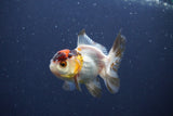 Baby Thai Oranda  Tricolor 3 Inch (ID#1022ToPTA-45) Free2Day SHIPPING